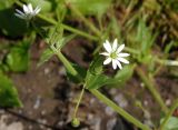 Myosoton aquaticum. Верхушка побега с бутонами и цветками. Украина, Львовская обл., Дрогобычский р-н, г. Трускавец, Помярки, возле дороги. 03.06.2014.