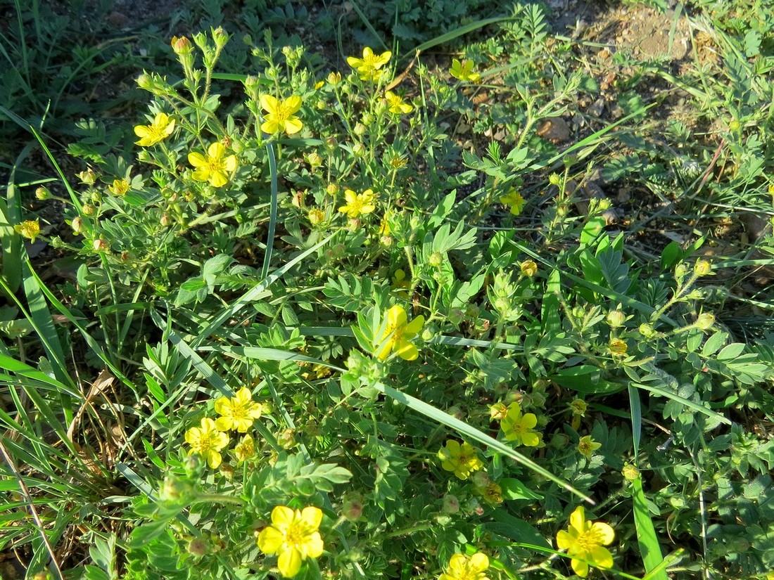 Image of Potentilla bifurca specimen.