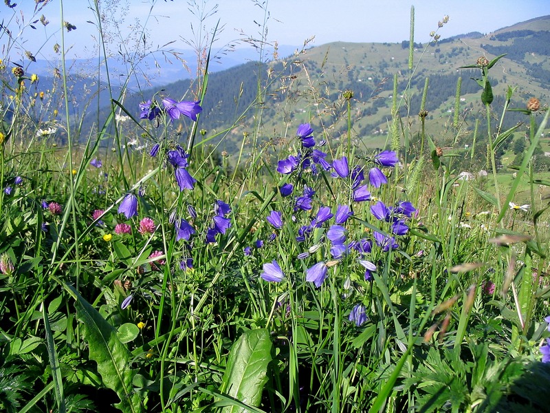 Image of Campanula serrata specimen.