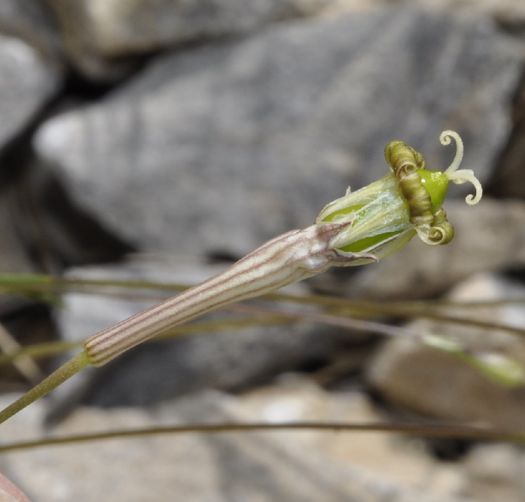 Изображение особи Silene parnassica ssp. dionysii.