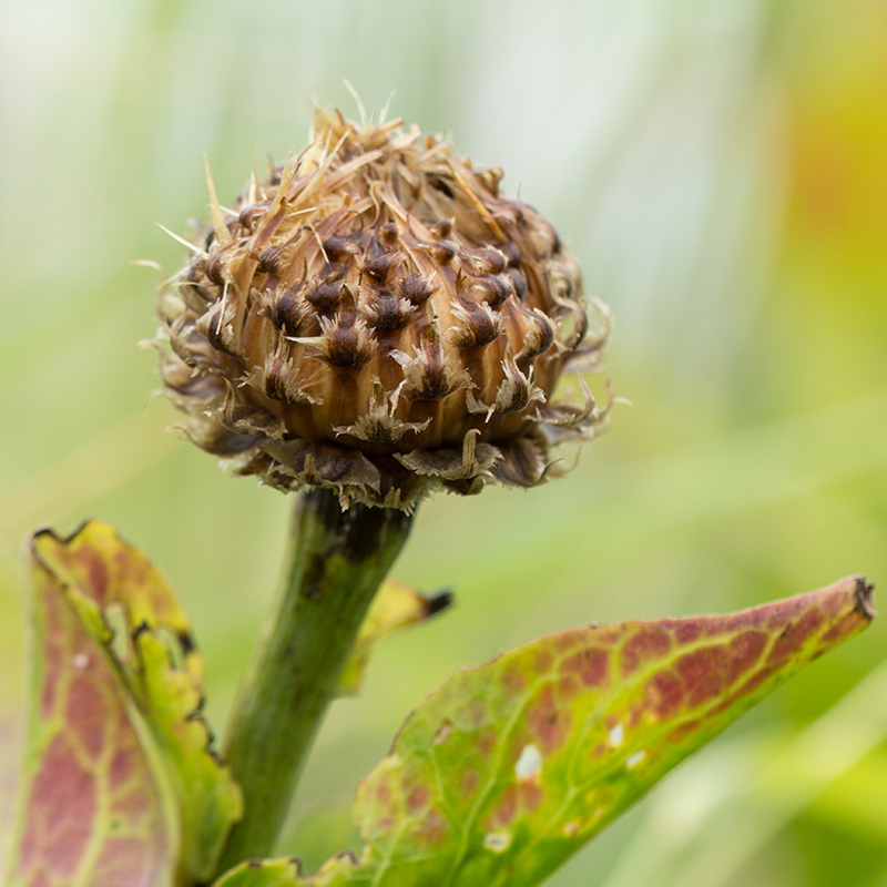 Изображение особи Stemmacantha serratuloides.