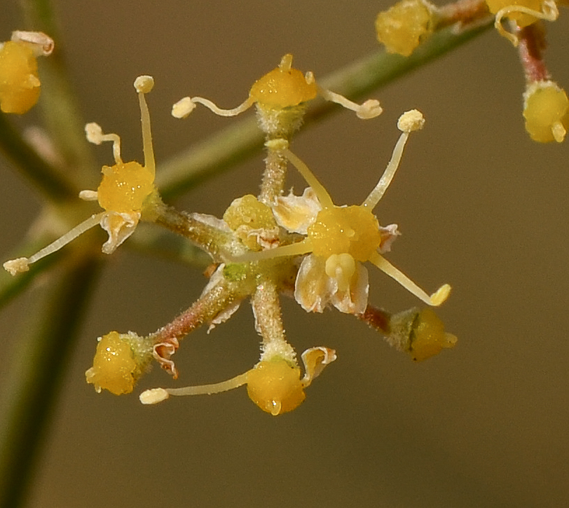 Image of Deverra tortuosa specimen.