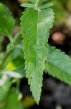 Veronica longifolia. Лист. Германия, г. Дюссельдорф, Ботанический сад университета. 03.07.2014.