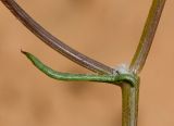 Senecio glaucus