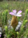 Petrorhagia prolifera. Цветок. Крымский природный заповедник, Бабуган-Яйла. 19.07.2009.