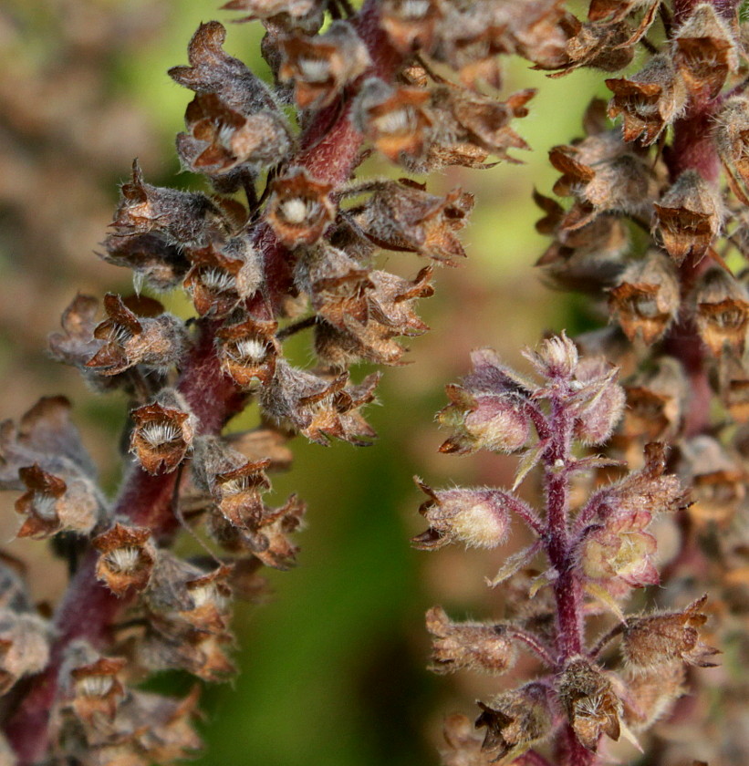 Image of Teucrium hircanicum specimen.