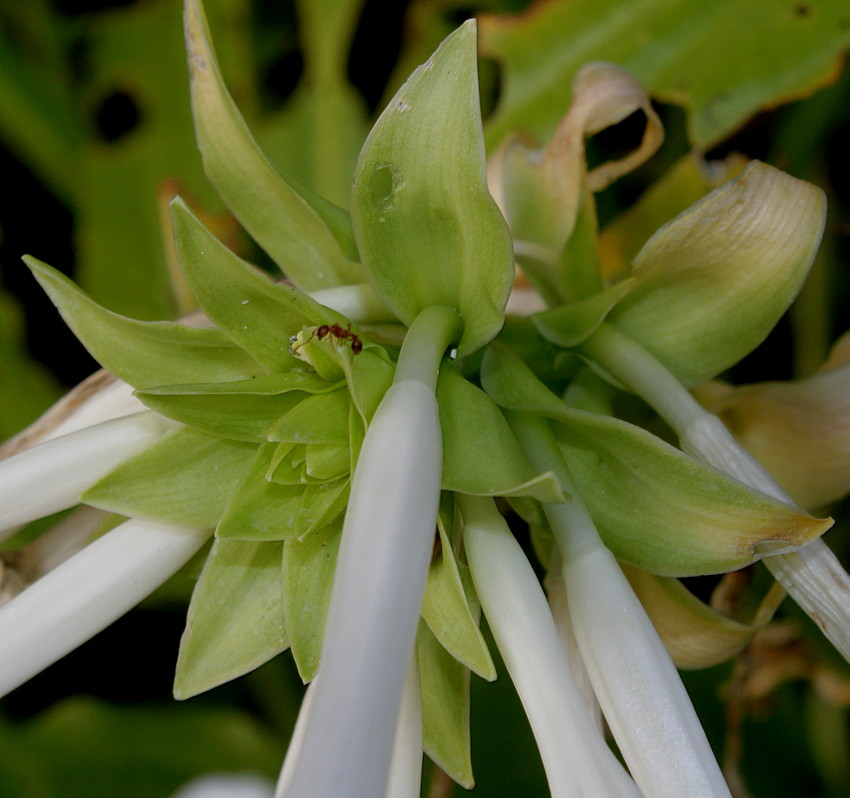 Image of Hosta plantaginea var. japonica specimen.