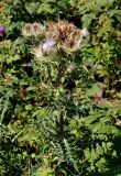 Cirsium obvallatum