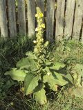 View full-size image Verbascum phlomoides