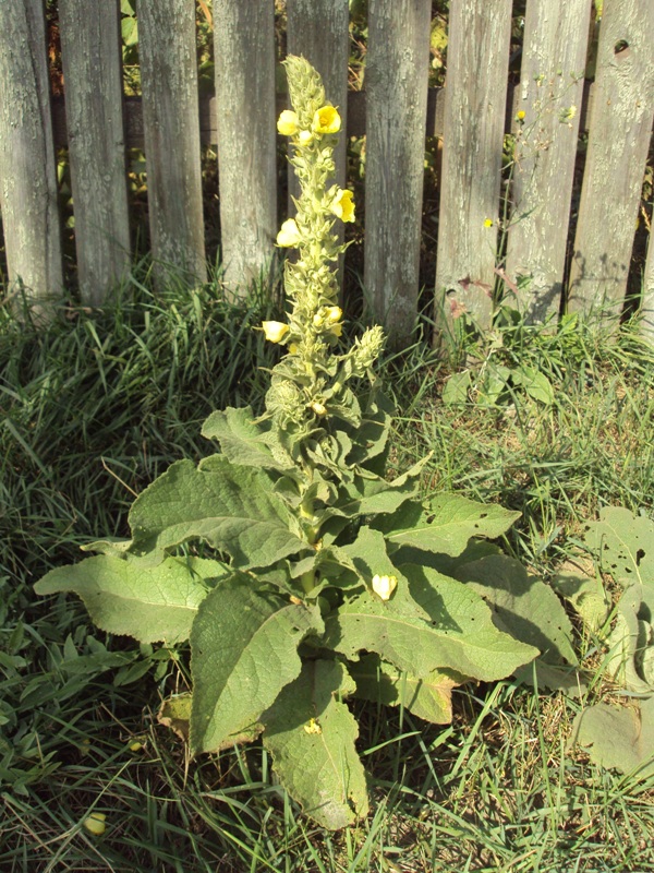 Image of Verbascum phlomoides specimen.