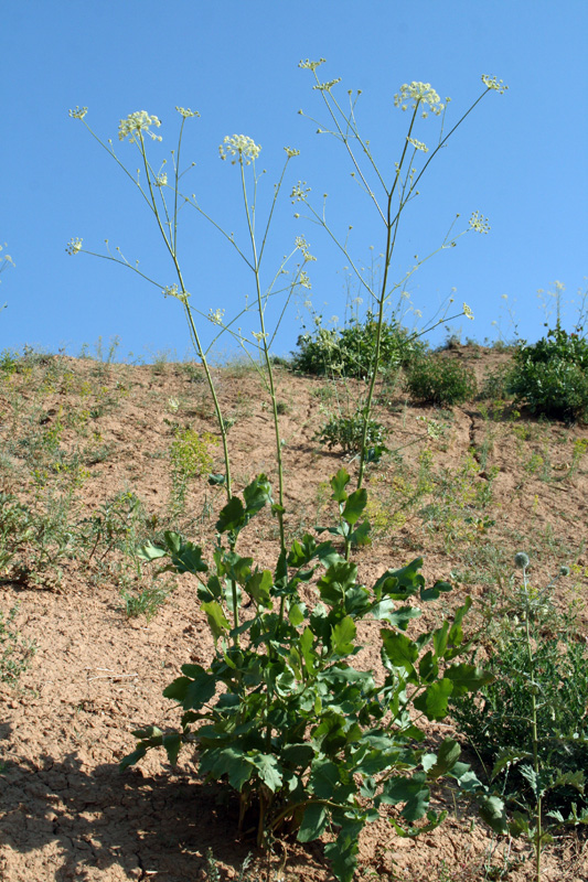 Image of Mediasia macrophylla specimen.