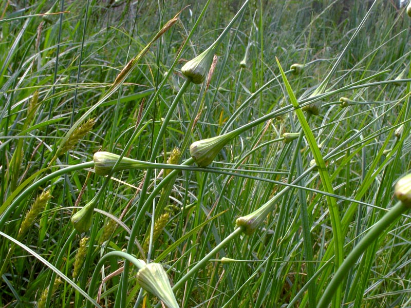 Image of Allium oleraceum specimen.