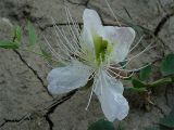 Capparis herbacea