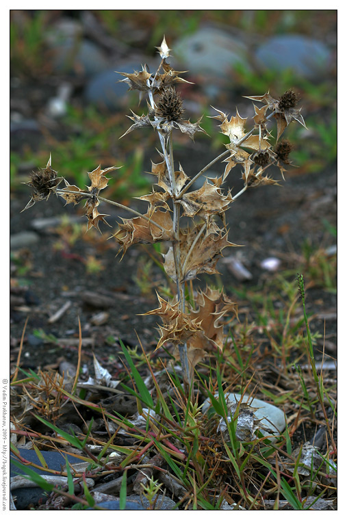 Image of Eryngium maritimum specimen.