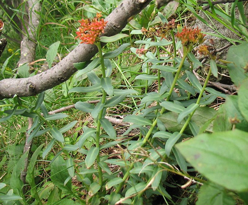 Изображение особи Rhodiola rosea.