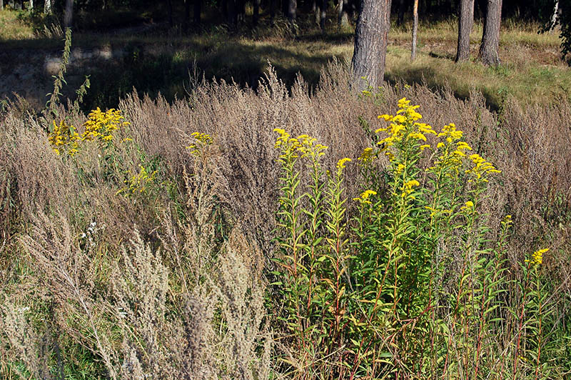 Изображение особи Solidago gigantea.