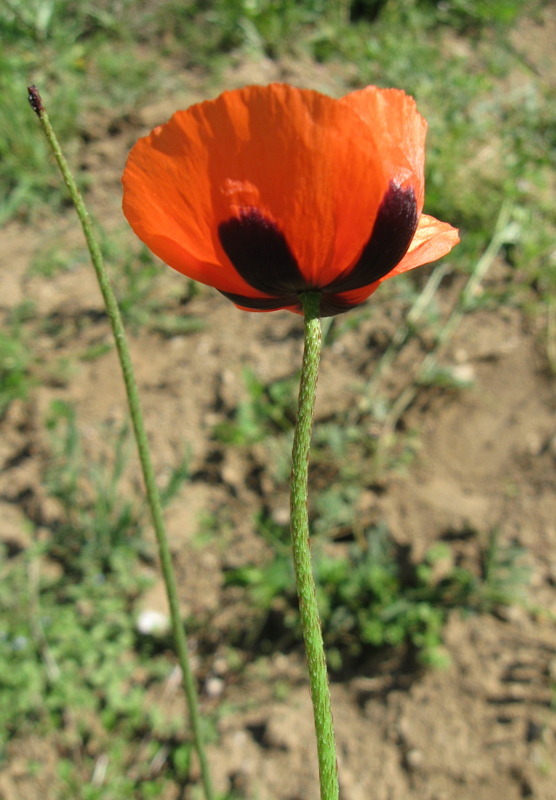 Image of Papaver stevenianum specimen.