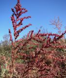 Suaeda prostrata. Верхушка плодоносящего растения. Краснодарский край, дно высохшей канавы в пойме р. Ея у станицы Шкуринская. 01.10.2009.