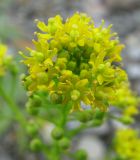 Rorippa barbareifolia