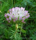 Pseudosedum longidentatum