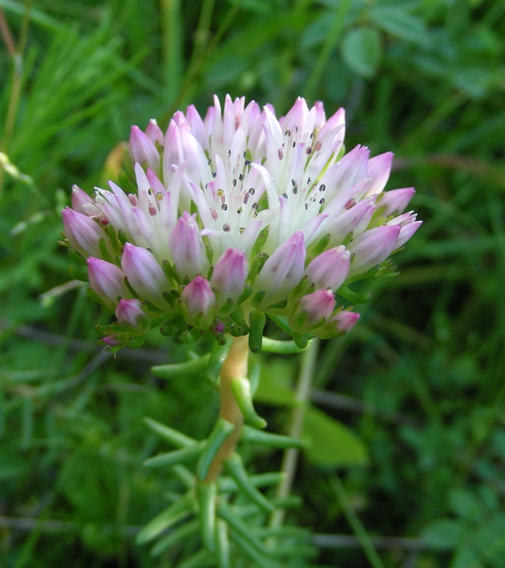 Изображение особи Pseudosedum longidentatum.