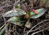 Erythronium разновидность argenteum
