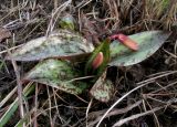 Erythronium variety argenteum