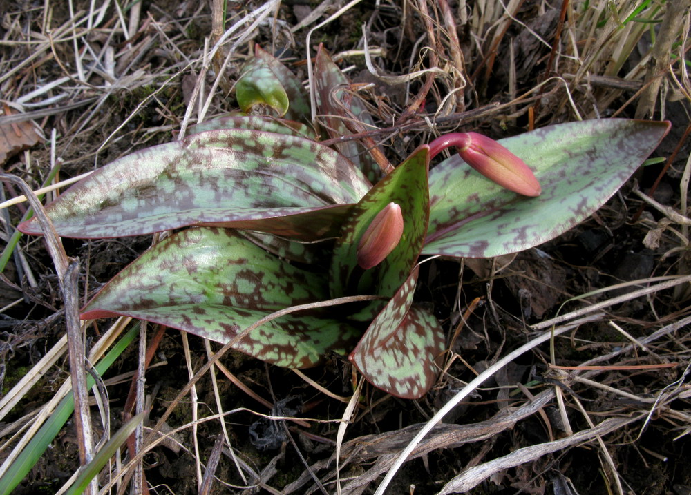 Image of Erythronium sajanense var. argenteum specimen.