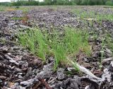 Carex globularis