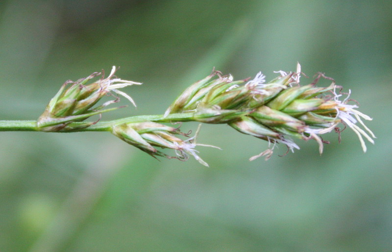 Image of Carex spicata specimen.