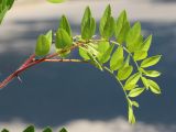 Robinia × longiloba