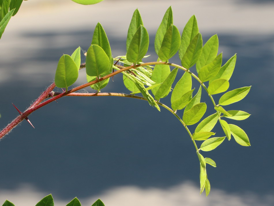 Image of Robinia &times; longiloba specimen.