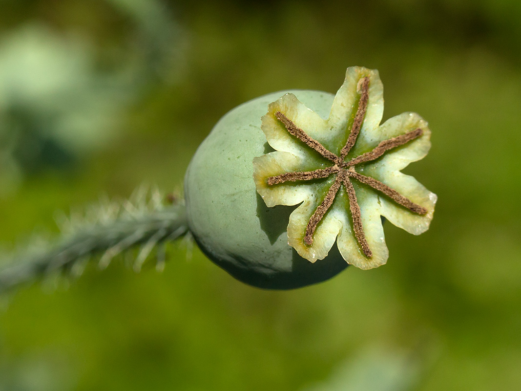 Image of Papaver somniferum specimen.
