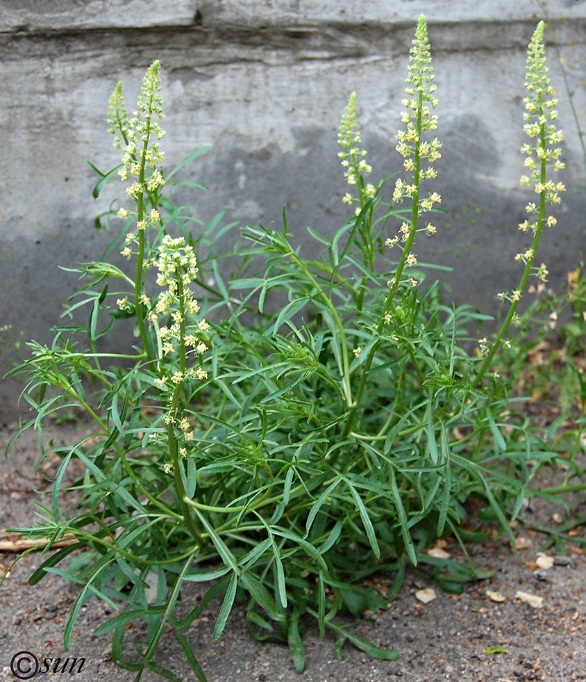 Image of Reseda lutea specimen.