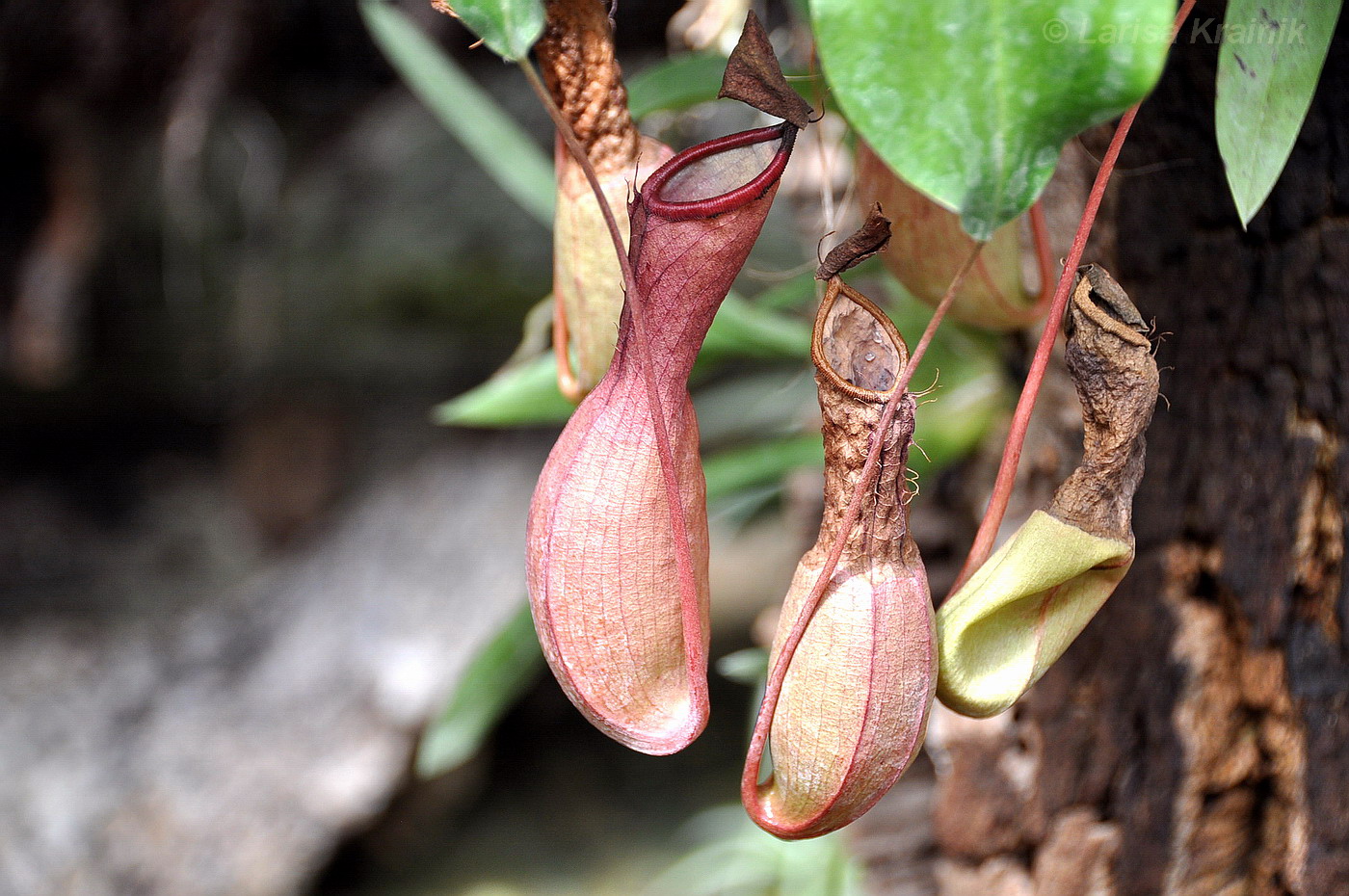 Изображение особи род Nepenthes.
