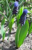 Muscari latifolium