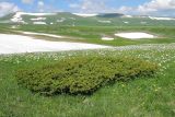 Juniperus hemisphaerica