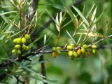 Hippophae rhamnoides