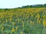 Asphodeline lutea