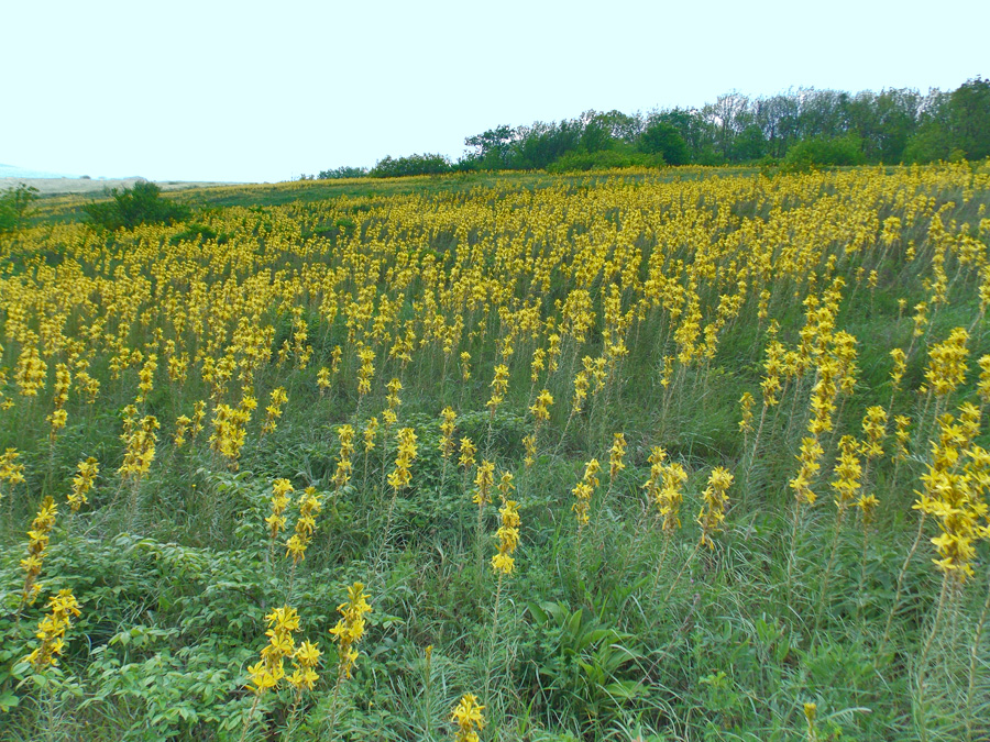 Изображение особи Asphodeline lutea.