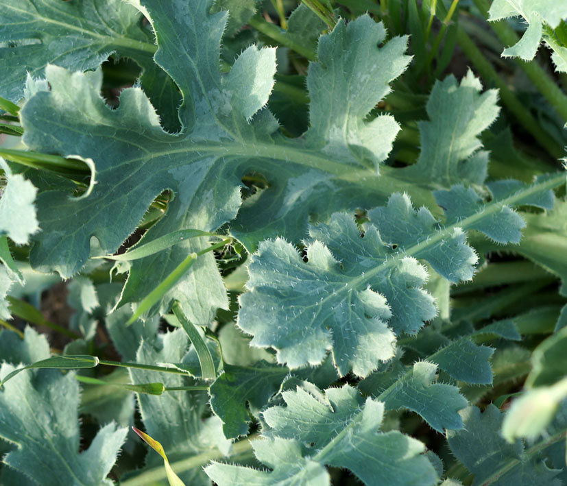 Image of Glaucium squamigerum specimen.