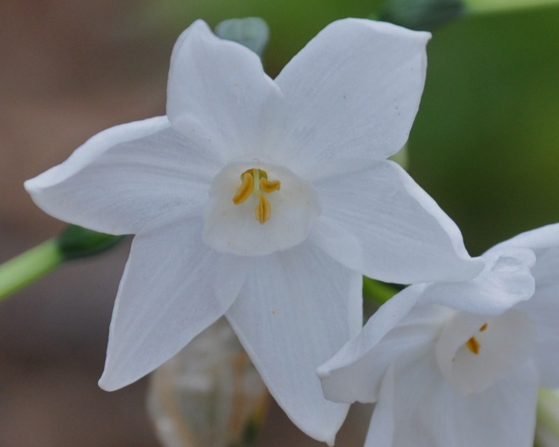 Image of Narcissus papyraceus specimen.