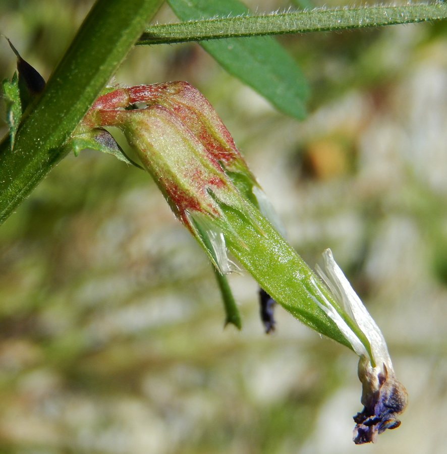 Изображение особи Vicia angustifolia.