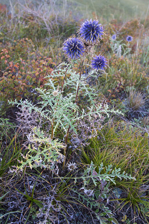 Image of Echinops sibiricus specimen.