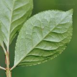 Euonymus sacrosanctus