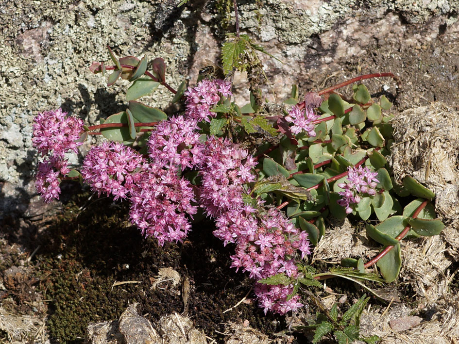 Изображение особи Hylotelephium ewersii.