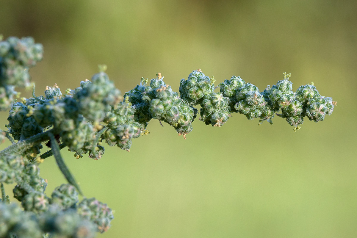 Image of Chenopodium album specimen.