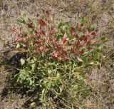 Haplophyllum latifolium