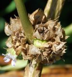 Malva verticillata разновидность neuroloma. Соплодие. Республика Алтай, Чемальский р-н, каменистый луг на берегу Катуни. 02.10.2009.