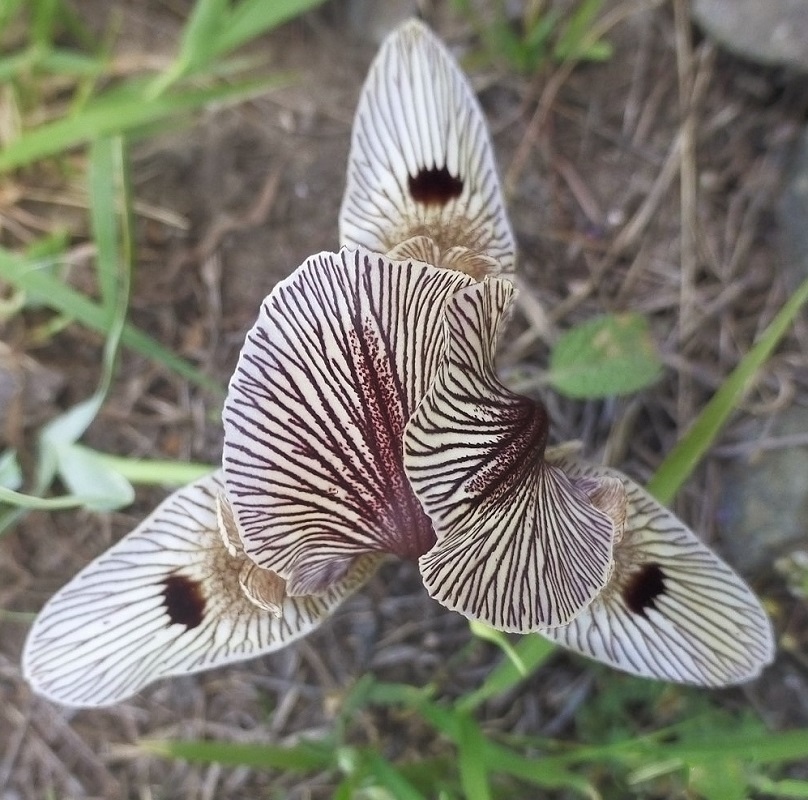 Image of Iris grossheimii specimen.